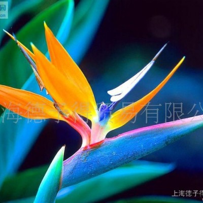 分散劑EFKA5065，防浮色發花分散劑EFKA5065
