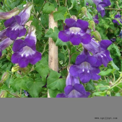 草本植物 藍翔園藝 ASA01 供應**花卉種子  一年生  金魚藤花卉種子 **種子零售批發