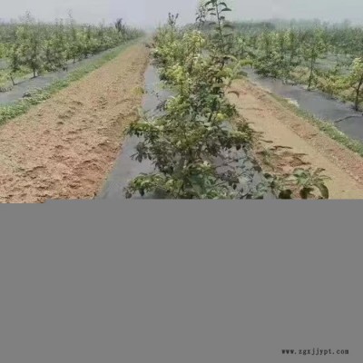 清鎮園藝地布 農業種植pp防草布 保濕 透氣 除草