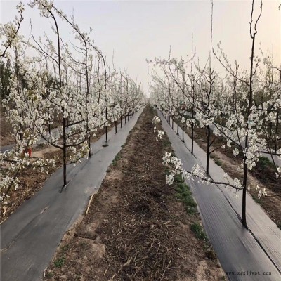 宇潤廠家 黑色PP園藝地布 農業種植園藝地布 廠家規格齊全可定做