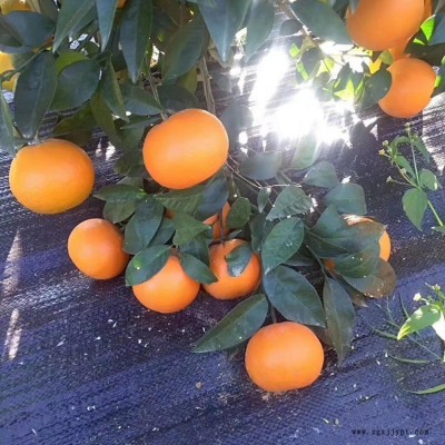 肇東1.2米*1.2米切片打孔防草布，柑橘園防草地布，園藝專用防草布；
