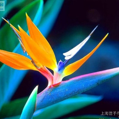 低價(jià)**紫外線吸收劑UV-531，電：18964947366