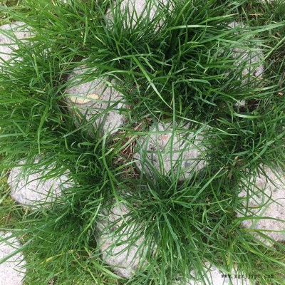 新型植草地坪模具 現澆植草路面 中創華美